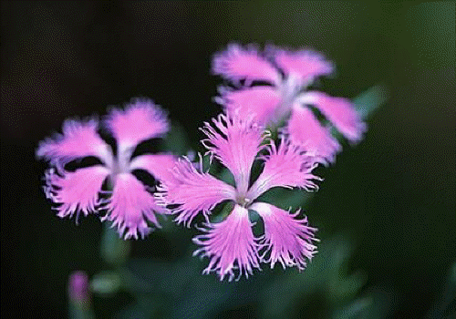 ����ũ��� ����